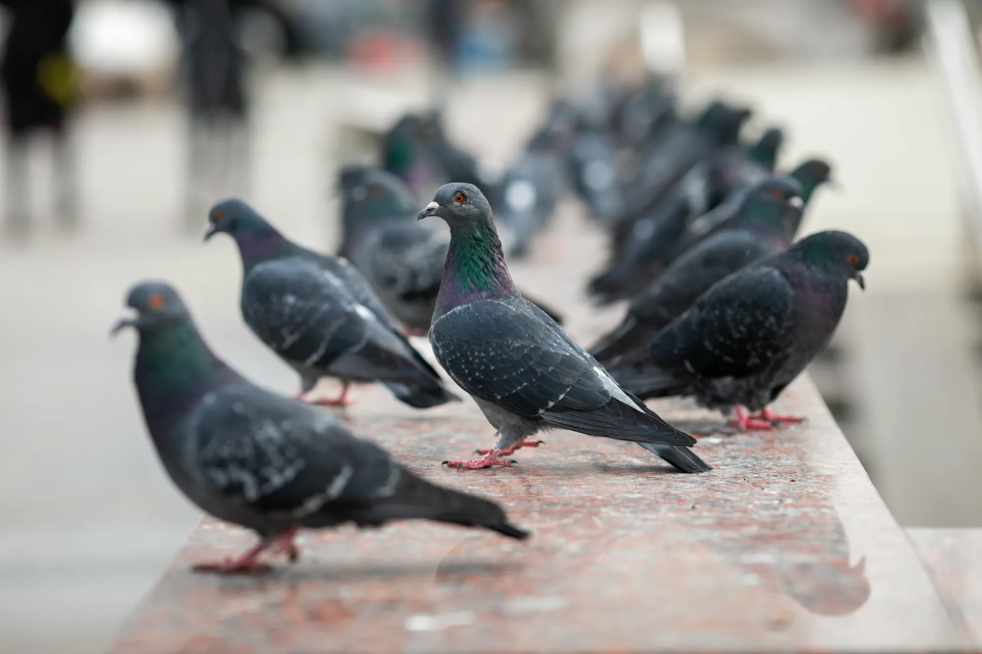 pigeon pest control london
