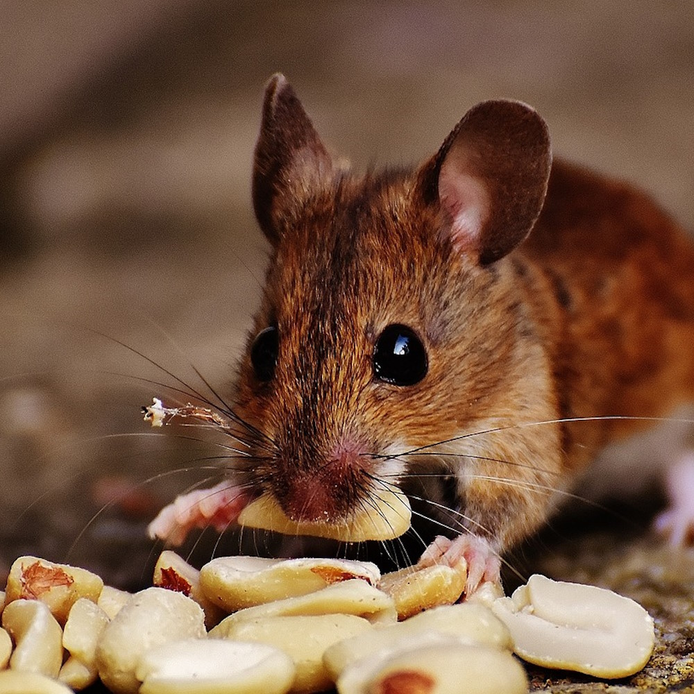 What Are the Differences Between House Mice and Field Mice?